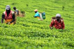Workers pick tea at a farm in Kericho.