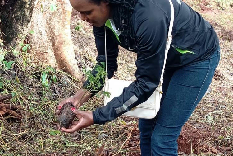 Finance Department Staff Planting Trees